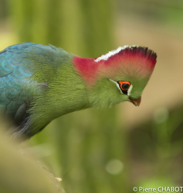 Fischer's Turaco