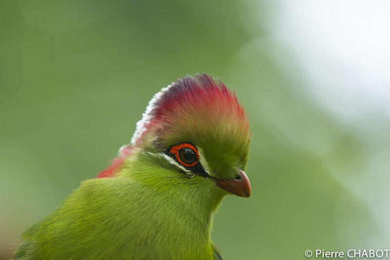 Touraco de Fischer