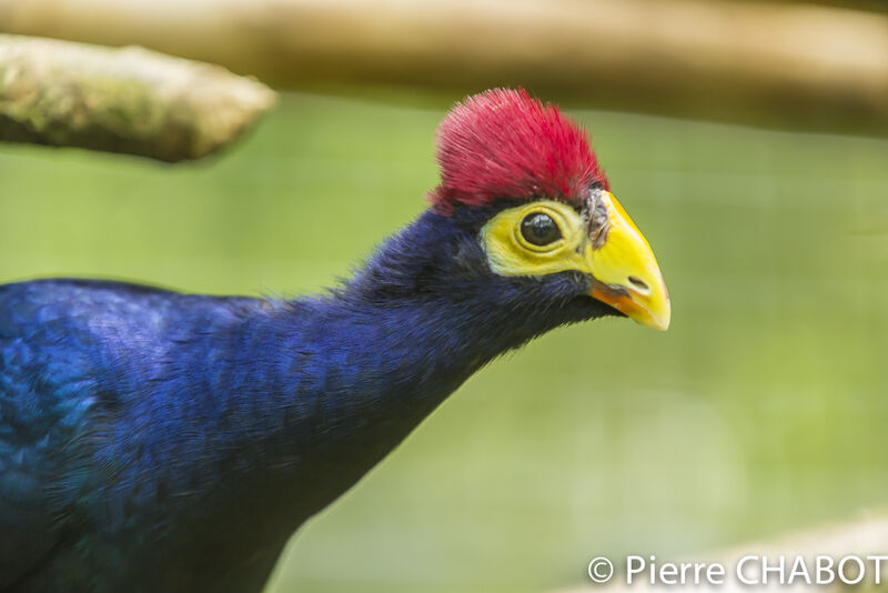 Touraco de Lady Ross