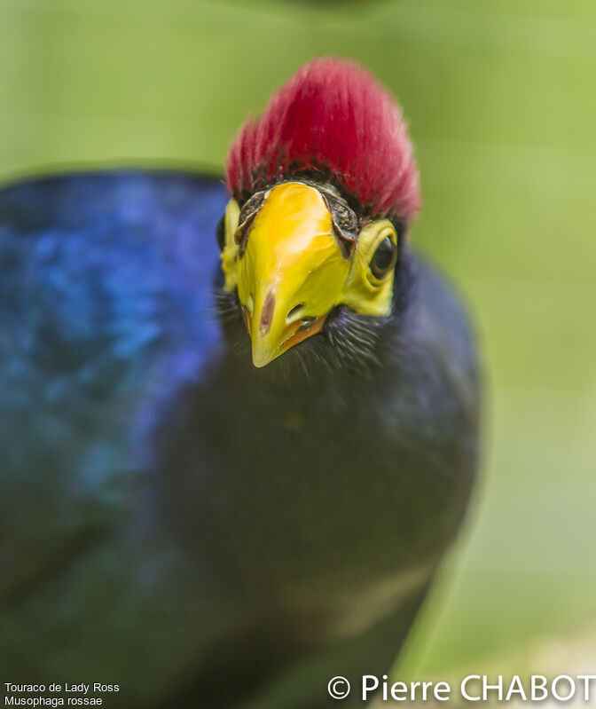 Ross's Turaco