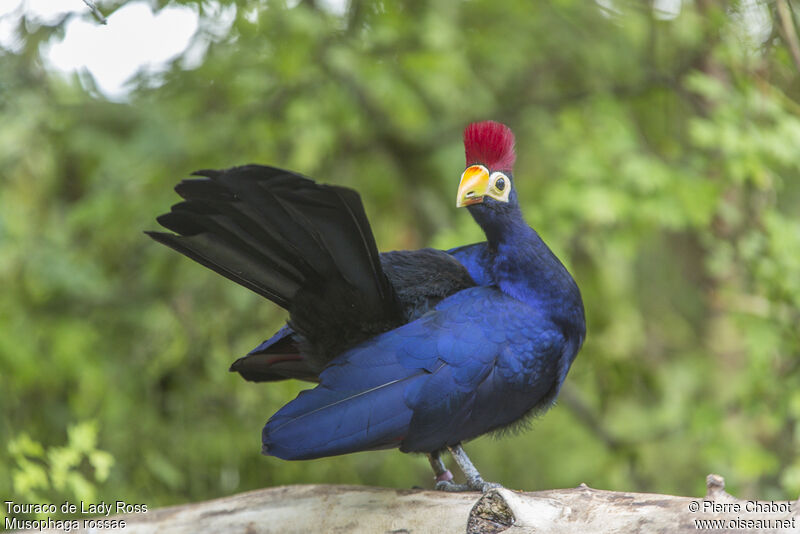 Ross's Turaco