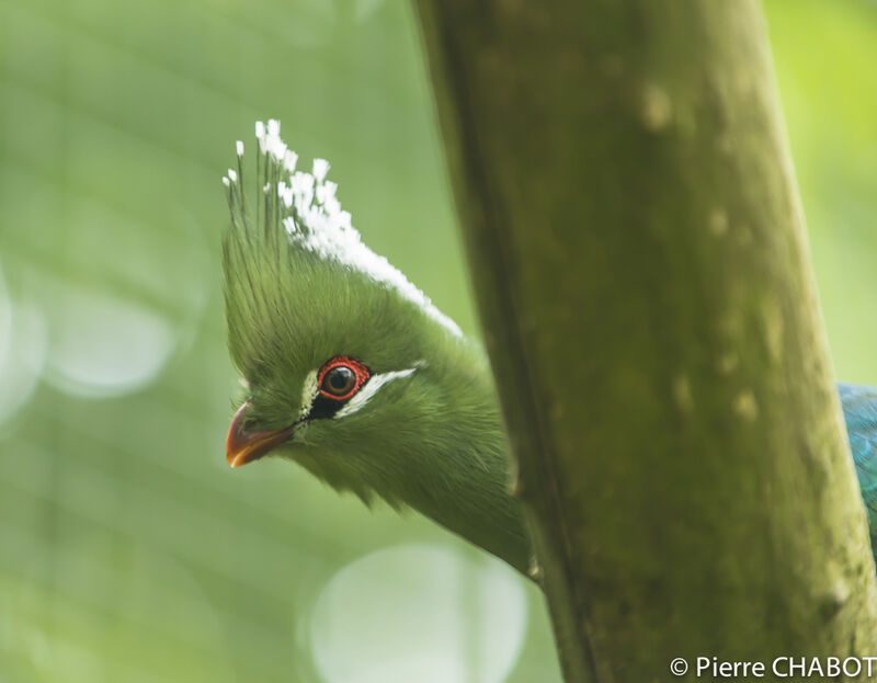 Livingstone's Turaco