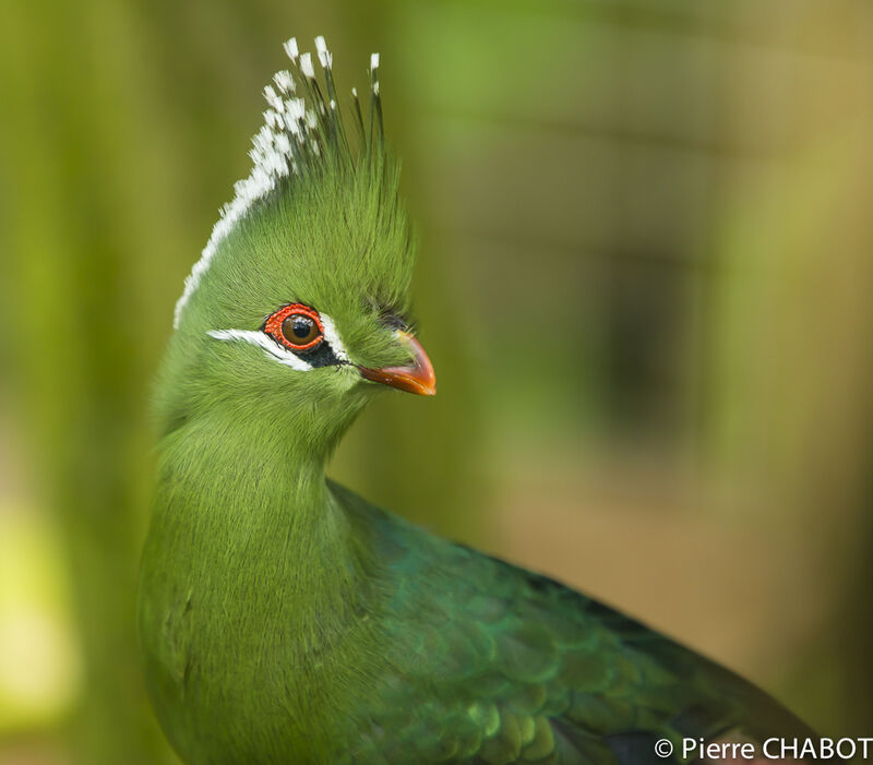 Livingstone's Turaco