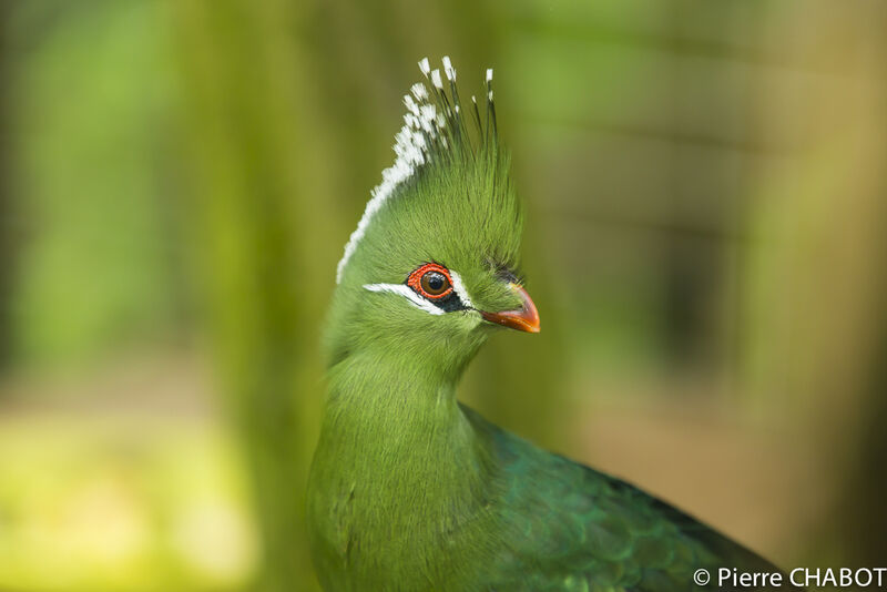 Livingstone's Turaco