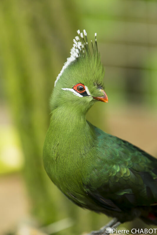 Touraco de Livingstone