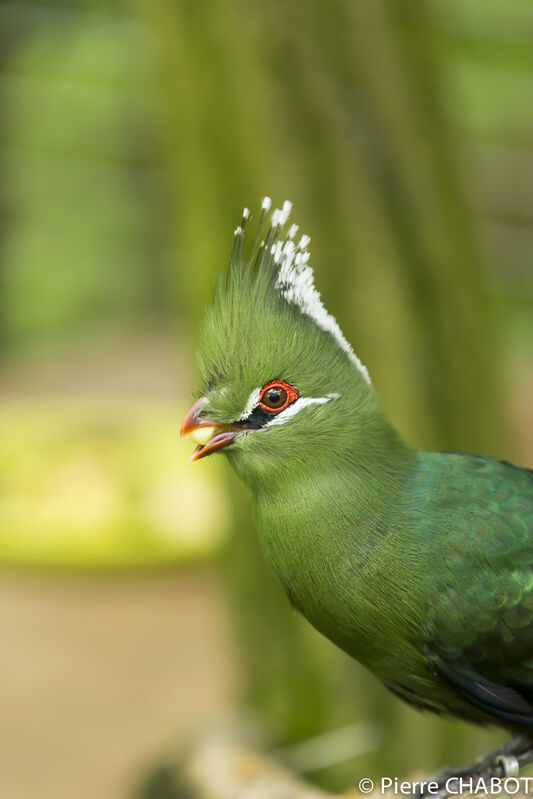 Livingstone's Turaco