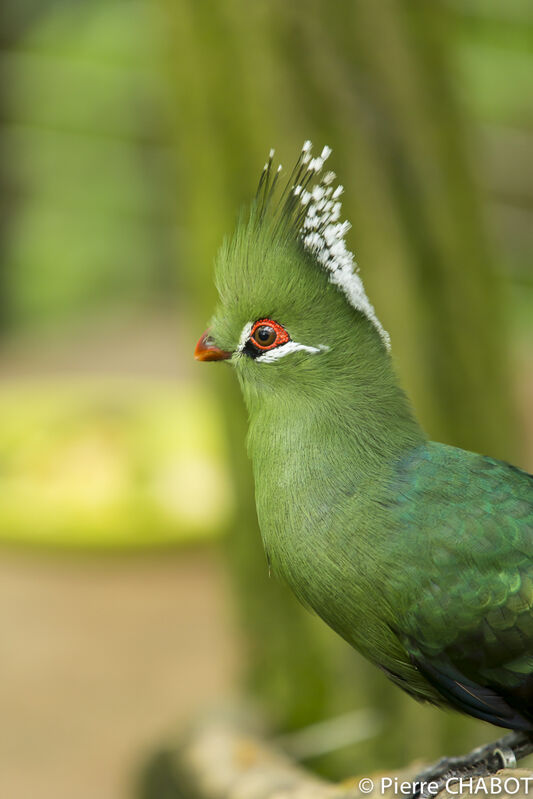 Touraco de Livingstone