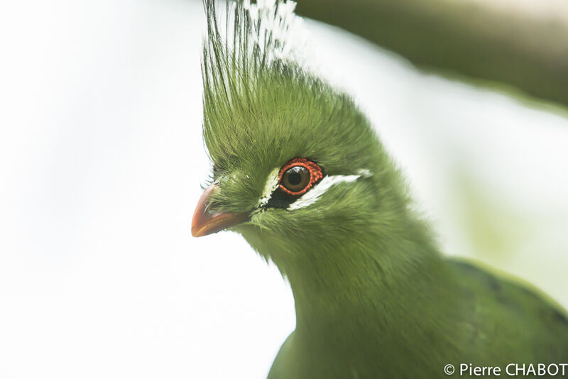 Livingstone's Turaco