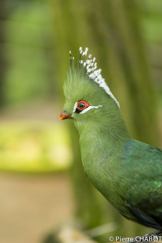 Touraco de Livingstone