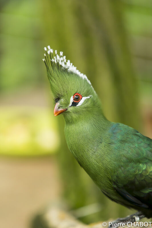 Livingstone's Turaco