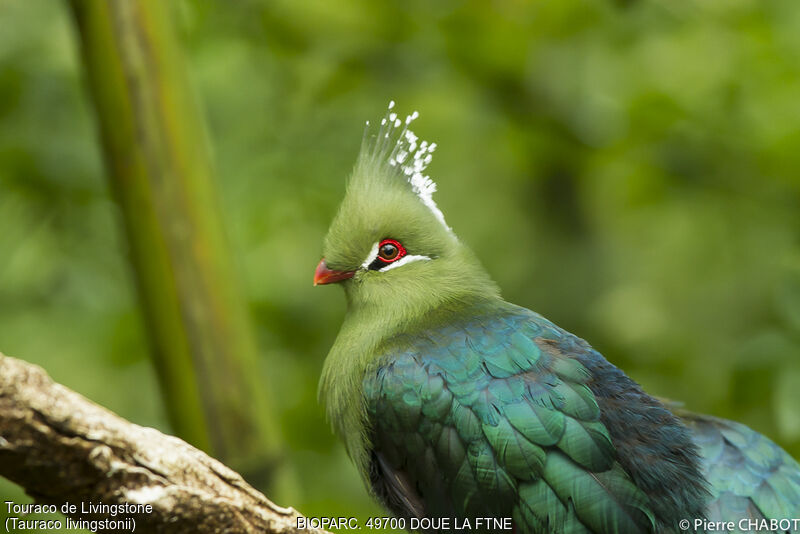 Touraco de Livingstone