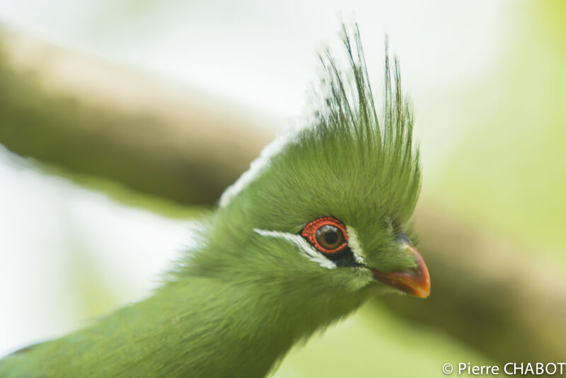 Livingstone's Turaco