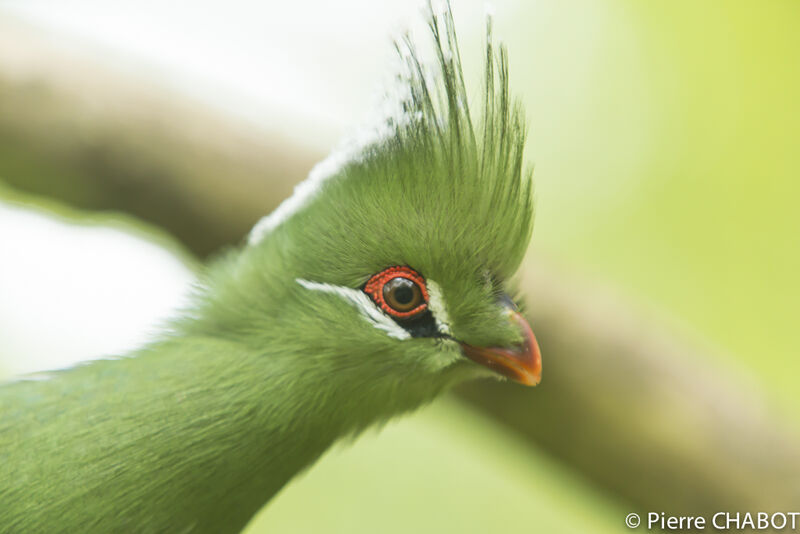 Livingstone's Turaco