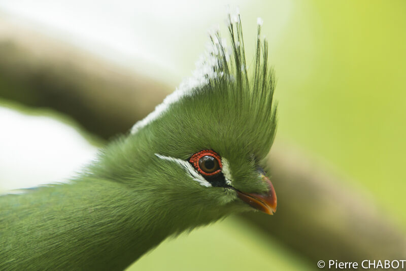 Livingstone's Turaco