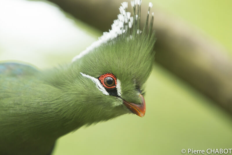 Livingstone's Turaco