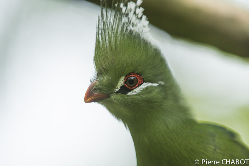 Livingstone's Turaco