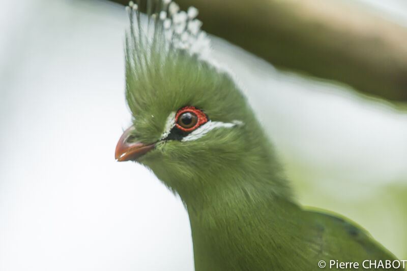 Livingstone's Turaco