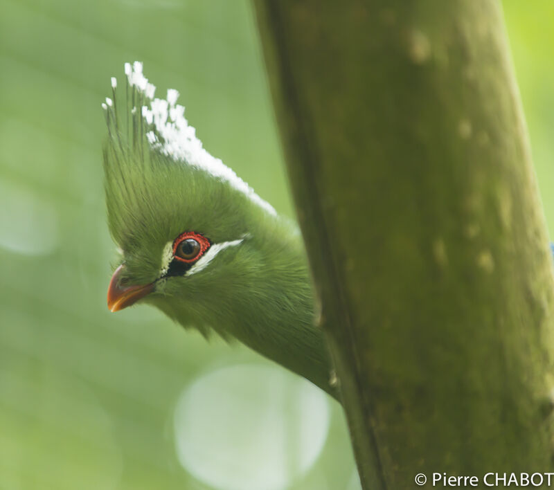 Livingstone's Turaco