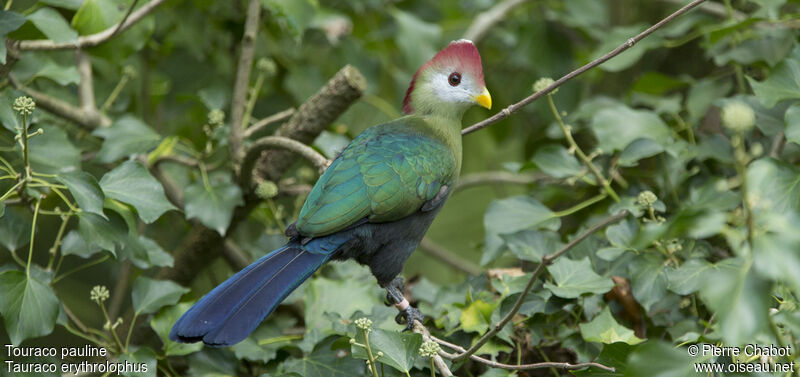 Touraco pauline