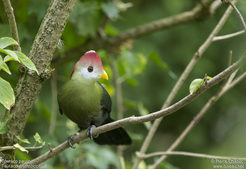 Touraco pauline