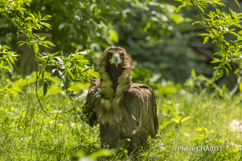 Cinereous Vulture