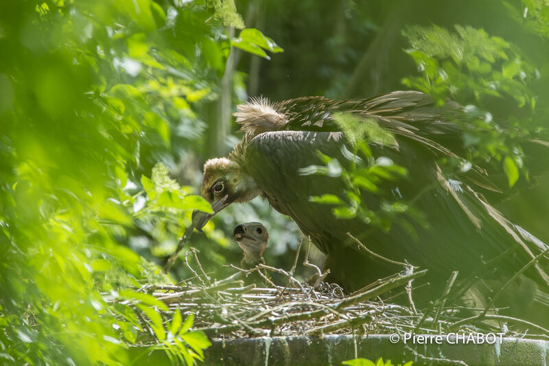 Cinereous Vulture