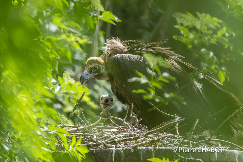 Cinereous Vulture