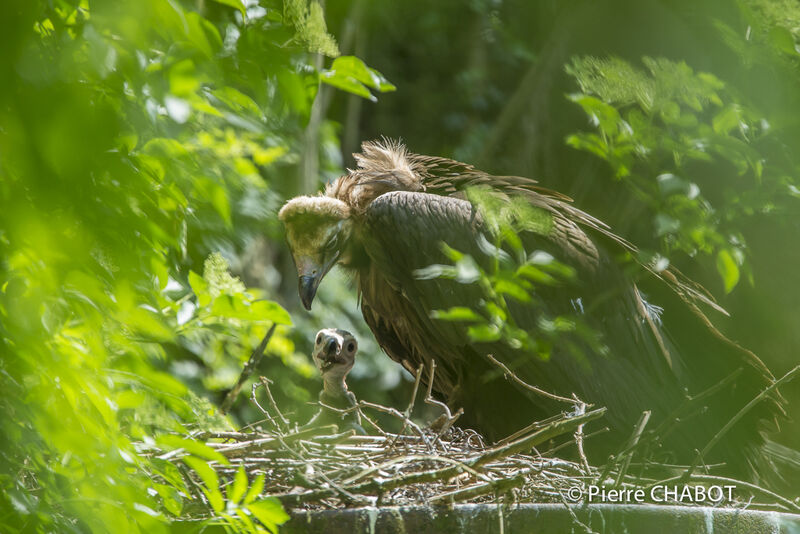 Vautour moine