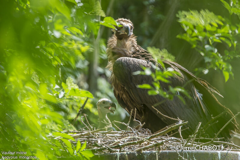 Vautour moine