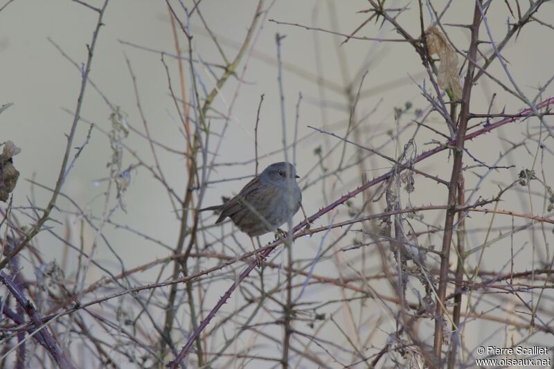 Dunnock