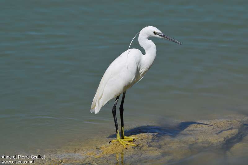 Aigrette garzetteadulte, identification