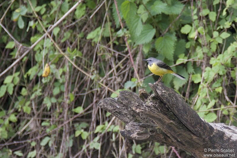 Grey Wagtail