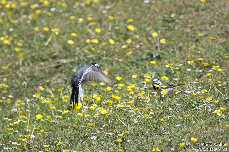 White Wagtail