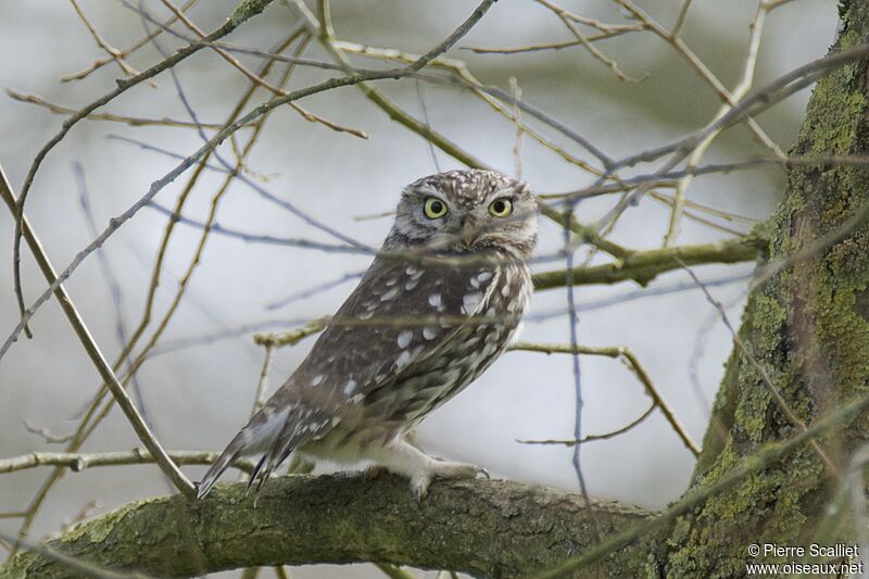 Little Owl