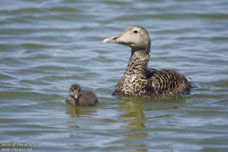 Common Eider, Reproduction-nesting