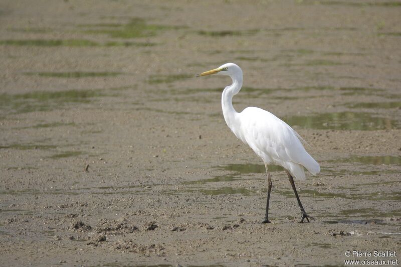 Grande Aigrette