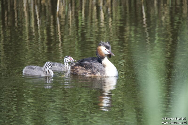 Great Crested Grebe