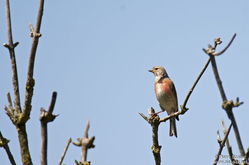 Linotte mélodieuse