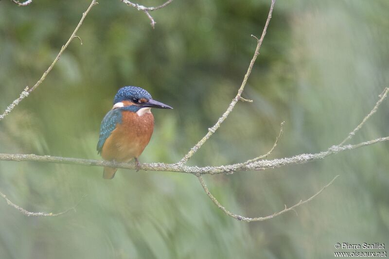 Common Kingfisher