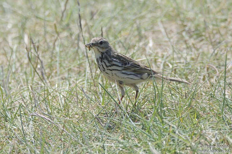 Meadow Pipit