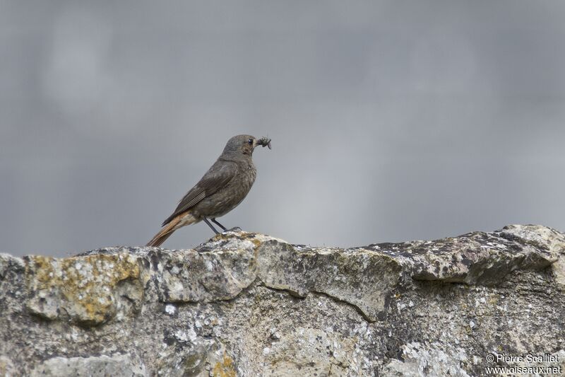 Black Redstart