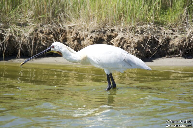 Eurasian Spoonbill