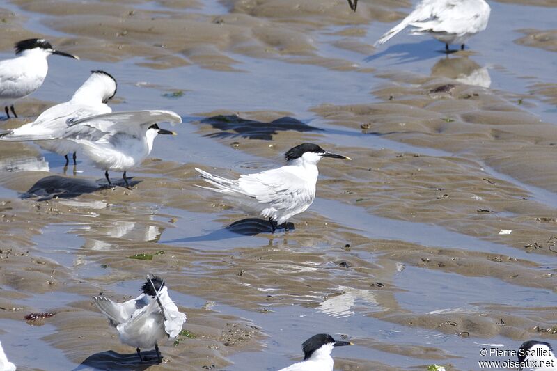 Sandwich Tern