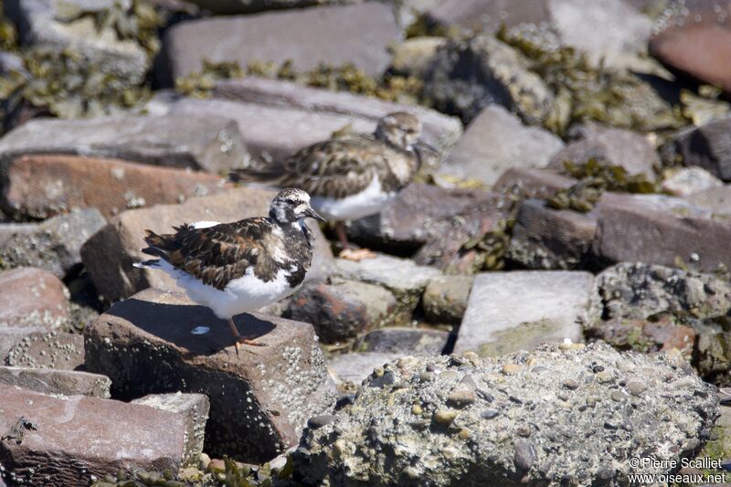 Ruddy Turnstone