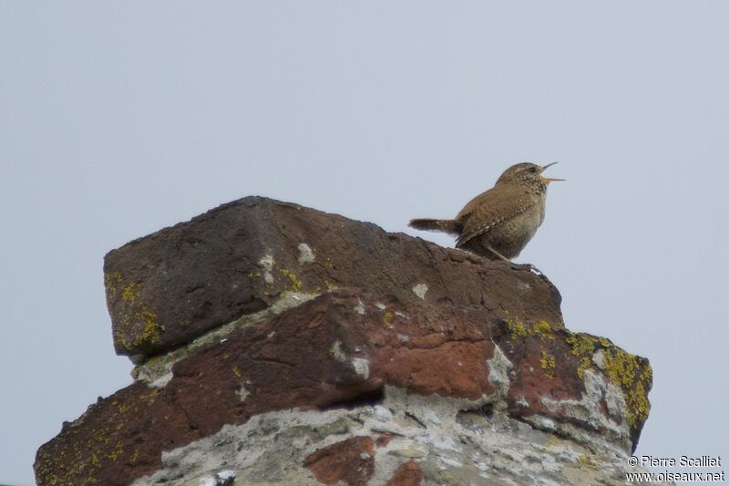 Eurasian Wren