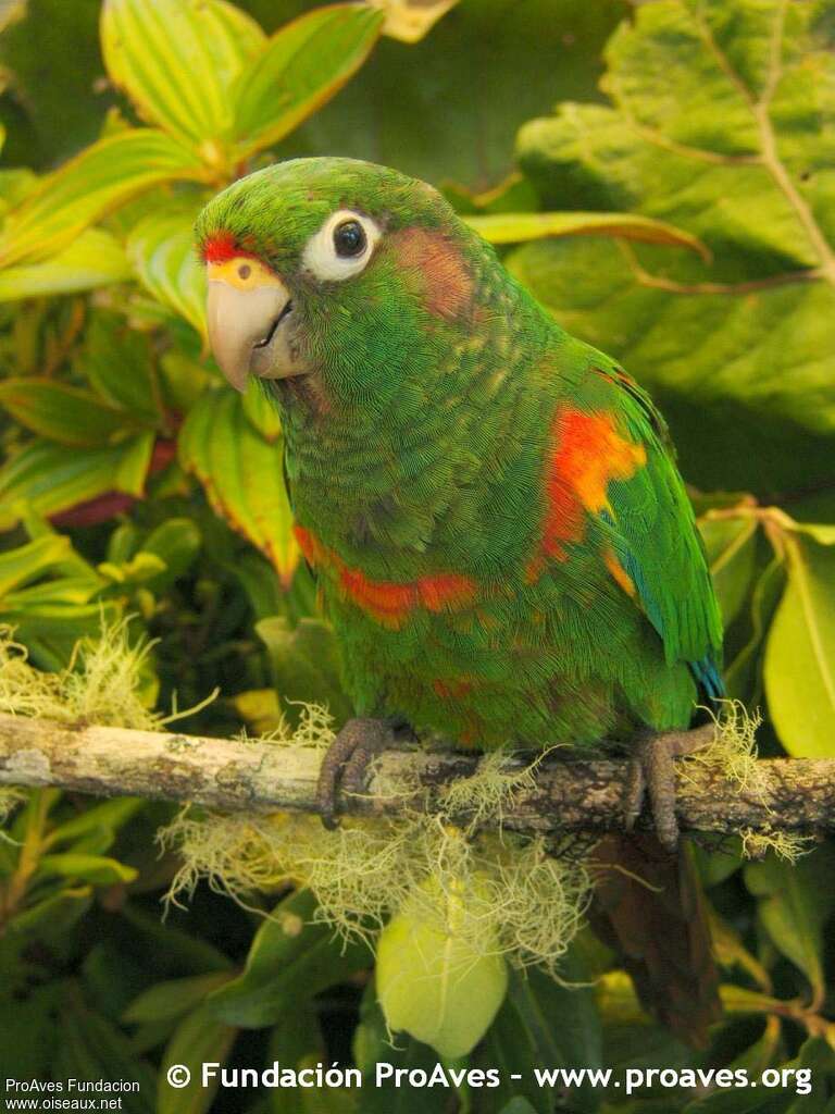 Conure de Santa Marta