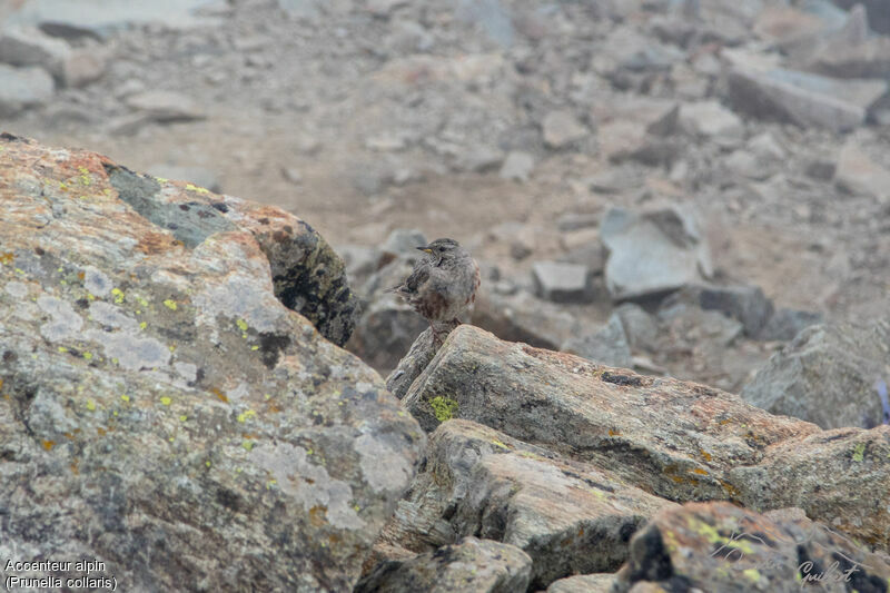 Accenteur alpin, identification, camouflage, marche