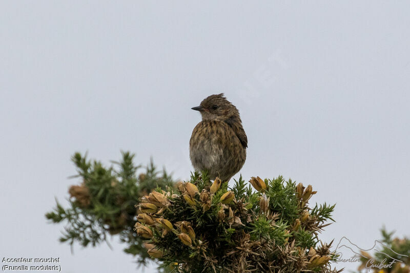 Dunnock