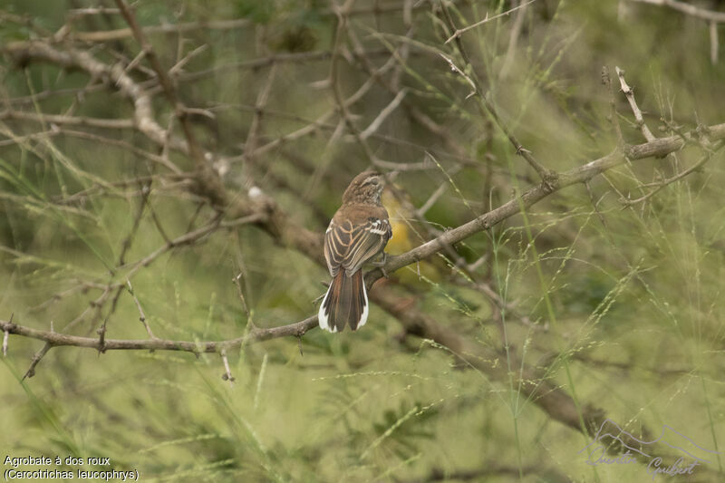 White-browed Scrub Robin