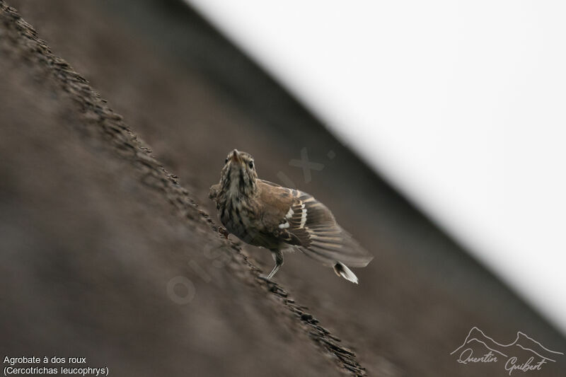 White-browed Scrub Robin